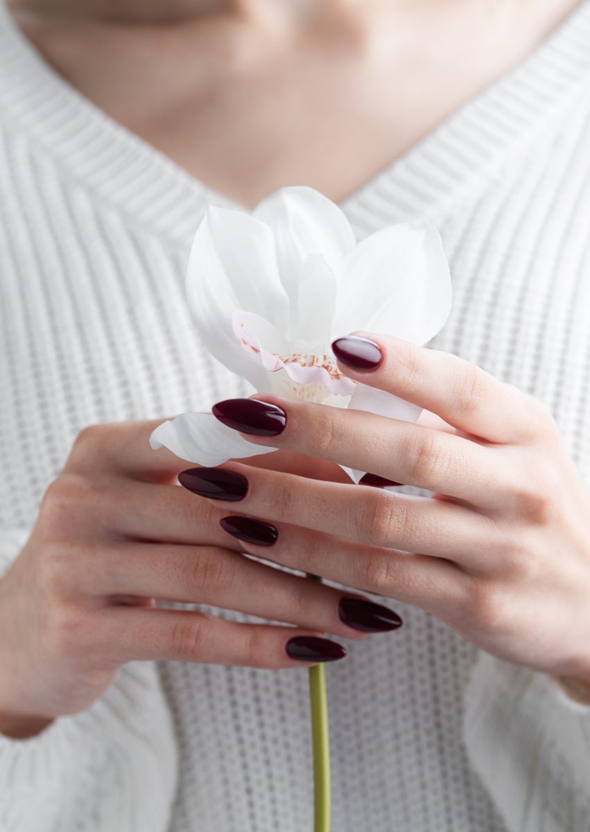 Beautiful hands of a young woman with dark red manicure on nails. Orchid flower in a girl's hands